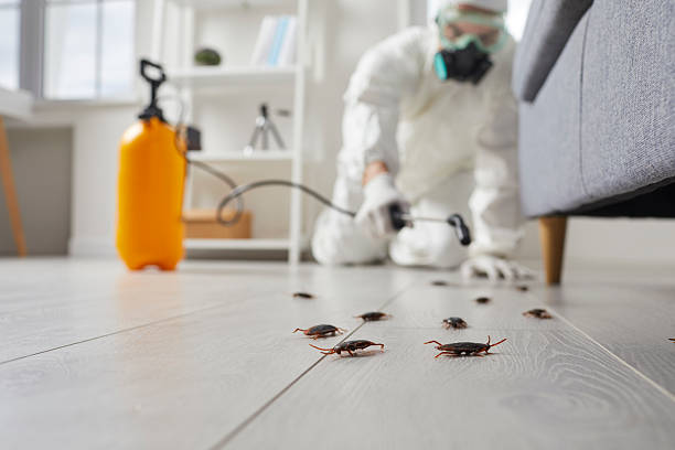 Commercial Rodent Management in Kilgore